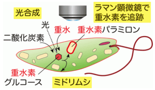 光合成により重水素をミドリムシへ取込ませラマン顕微鏡で追跡する手法の模式図