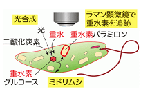 藻のバイオ燃料への転換に道筋、光合成能力を調べる方法開発、九州大学の写真