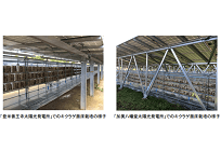太陽光発電の陰を利用した農業、日射不要のキクラゲを栽培作物に、地元の雇用にもの写真
