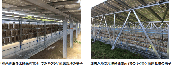 ソーラーシェアリングでのキクラゲ栽培、（左）「登米善王寺太陽光発電所」（右）「加美八幡堂太陽光発電所」