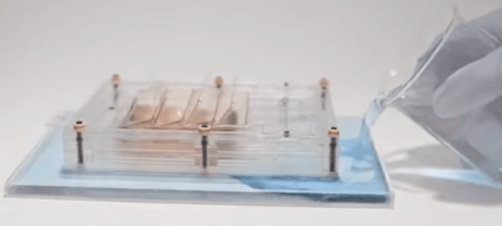 水蒸気で伸縮する.胞子を塗布したビニールテープ