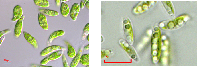 左：微細藻類ユーグレナ（和名：ミドリムシ）、右：微細藻類コッコミクサKJ